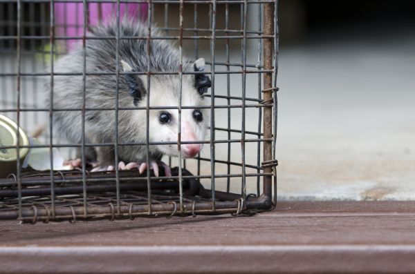 Seattle Wildlife Removal