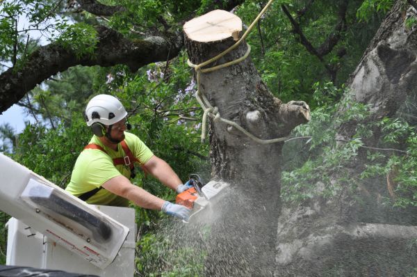 Seattle Tree Trimming