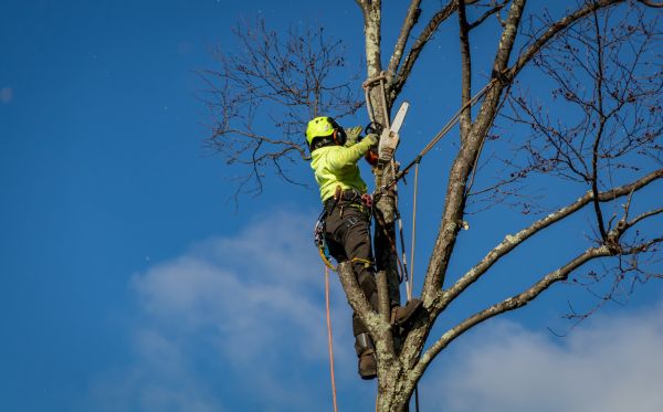 Seattle Tree Removal