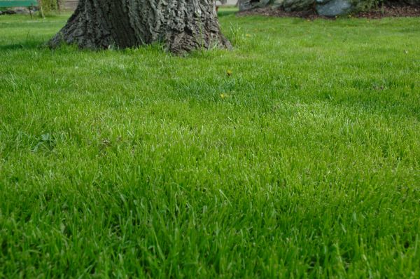 Seattle Lawn Treatment